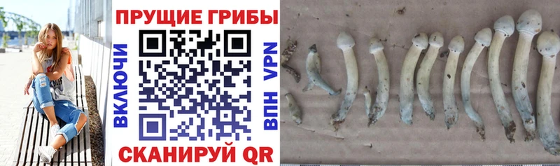 где купить наркотик  Тотьма  Галлюциногенные грибы мицелий 